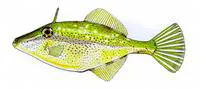 Bridled leatherjacket (Acanthaluteres spilomelanurus)