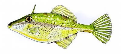 Bridled leatherjacket (Acanthaluteres spilomelanurus)