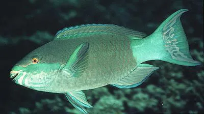 Bridled parrotfish (Scarus frenatus)