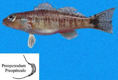 Bridled sand perch (Diplectrum rostrum)
