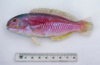 Bridled tuskfish (Choerodon frenatus)
