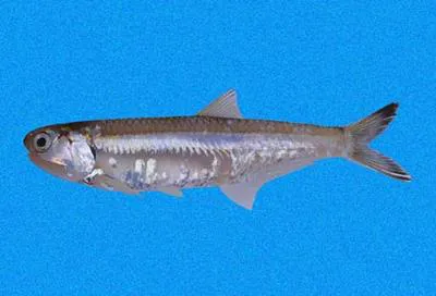 Bright anchovy (Anchoa lucida)