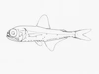 Bright lanternfish (Myctophum phengodes)