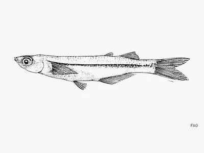 Bright silverside (Atherinella serrivomer)