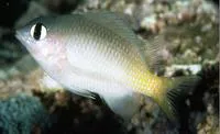 Brighteye damselfish (Plectroglyphidodon imparipennis)