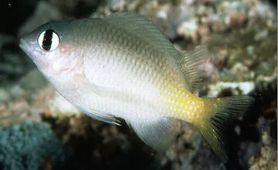 Brighteye damselfish (Plectroglyphidodon imparipennis)
