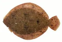 Brill (Scophthalmus rhombus)