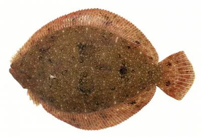Brill (Scophthalmus rhombus)