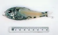 Brilliant pearlside (Argyripnus iridescens)