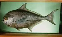 Brilliant pomfret (Eumegistus illustris)