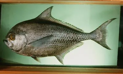Brilliant pomfret (Eumegistus illustris)