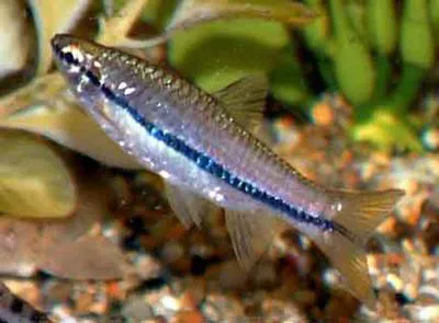 Brilliant rasbora (Rasbora einthovenii)
