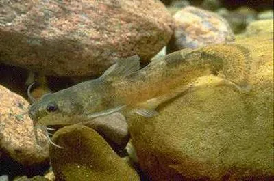 Brindled madtom (Noturus miurus)