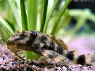 Bristlemouth catfish (Peckoltia multispinis)