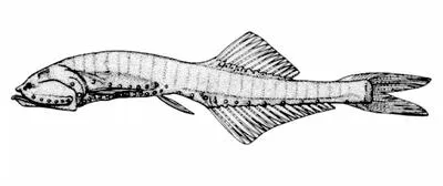 Bristlemouth (Cyclothone alba)