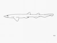 Bristly catshark (Bythaelurus hispidus)