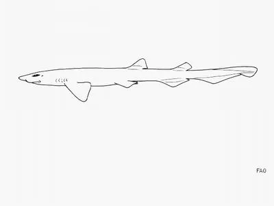 Bristly catshark (Bythaelurus hispidus)