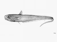 Bristly grenadier (Trachonurus sulcatus)