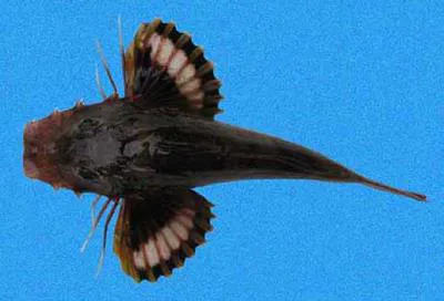 Bristly searobin (Prionotus horrens)
