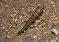 Brito's goby (Chromogobius britoi)