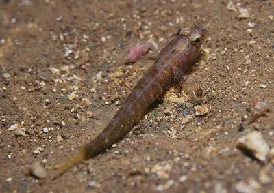 Brito's goby (Chromogobius britoi)