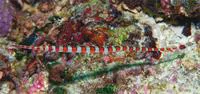 Broad-banded Pipefish (Dunckerocampus boylei)