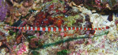 Broad-banded Pipefish (Dunckerocampus boylei)