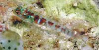 Broad-banded pygmy goby (Eviota latifasciata)