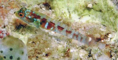 Broad-banded pygmy goby (Eviota latifasciata)