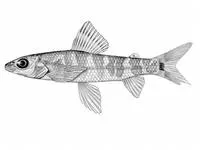 Broad-barred citharine (Nannocharax macropterus)
