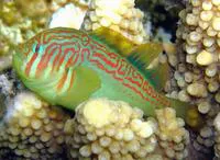 Broad-barred goby (Gobiodon histrio)