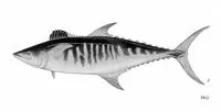 Broad-barred king mackerel (Scomberomorus semifasciatus)
