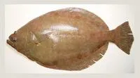 Broad flounder (Paralichthys squamilentus)