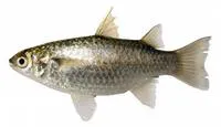 Broad-mouthed mullet (Paramugil parmatus)