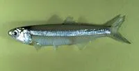 Broad-striped anchovy (Anchoa hepsetus)