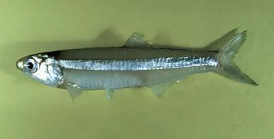 Broad-striped anchovy (Anchoa hepsetus)