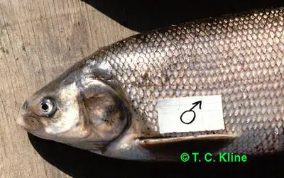 Broad whitefish (Coregonus nasus)