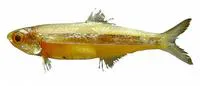 Broadband anchovy (Anchoviella lepidentostole)
