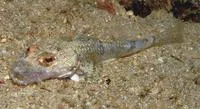 Broadband flathead (Onigocia pedimacula)