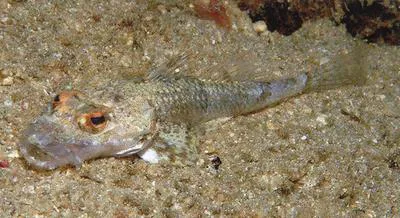 Broadband flathead (Onigocia pedimacula)
