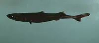 Broadbanded lanternshark (Etmopterus gracilispinis)
