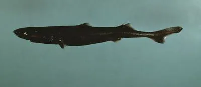 Broadbanded lanternshark (Etmopterus gracilispinis)