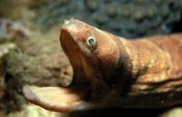 Broadbanded moray (Channomuraena vittata)