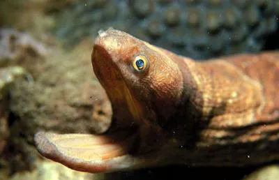 Broadbanded moray (Channomuraena vittata)