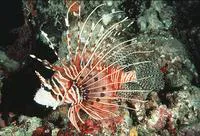 Broadbarred firefish (Pterois antennata)