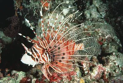 Broadbarred firefish (Pterois antennata)