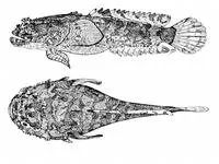 Broadbodied toadfish (Riekertia ellisi)