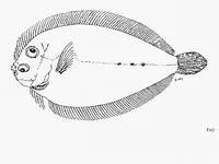 Broadbrow flounder (Crossorhombus valderostratus)