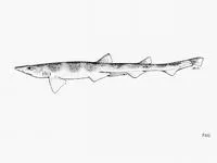 Broadfin sawtail catshark (Galeus nipponensis)