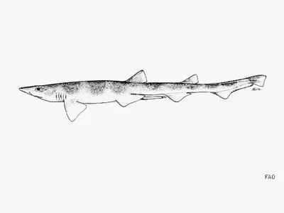 Broadfin sawtail catshark (Galeus nipponensis)